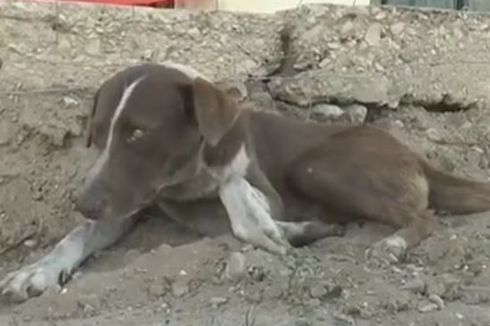 Seekor Anjing Setia Kunjungi Tambang dan Hampir Tidak Makan Setelah Ditinggal Mati Majikan 