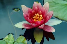 7 Bunga yang Dapat Ditanam dan Tumbuh Subur di Air, Bikin Cantik Kolam