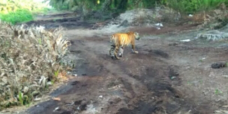 Warga Lubuk Dingin Sumsel Heboh 5 Ekor Harimau Masuk Kebun Durian