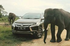 Jajal Pajero Sport ke Sekolah Gajah di Way Kambas