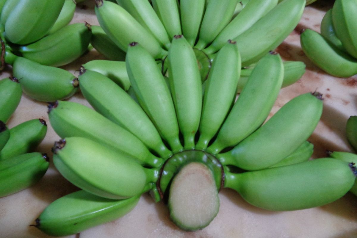Guna meningkatkan ekspor pisang serta meningkatkan kesejahteraan para petaninya, Kementan melakukan program pengembangan usaha pertanian berbasis kemitraan. 