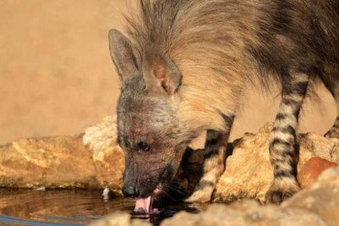 Mengenal Hyena, Hewan yang Pintar dalam Menyelesaikan Masalah