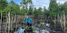 Berkat Menanam Mangrove, Warga di Sorong Bisa Buka usaha dan Beli Sepeda Motor