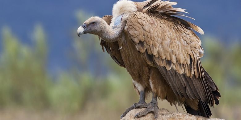 Diduga Racuni Burung Nasar Pria Israel Ditahan