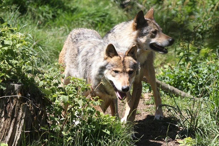 Foto ini diambil pada 18 Juni 2015 menunjukkan serigala abu-abu Eropa di Les Angles, Perancis. 