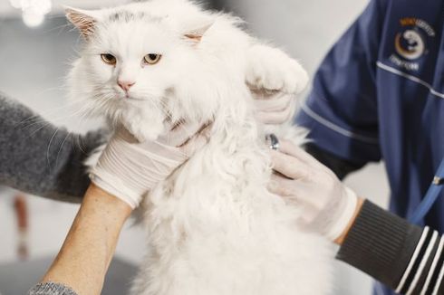 Benarkah Kucing Hanya Boleh Disterilkan Setelah Melahirkan?