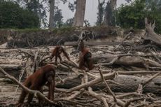 Kebakaran Hutan, Pemerintah Klaim Baru Terima Rp 400 Miliar dari Perusahaan Pembakar Lahan