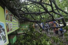Cuaca Ekstrem di Jabodetabek, Pohon Tumbang Terpa Mobil dan Dua Orang Luka Tertimpa Atap Kanopi 