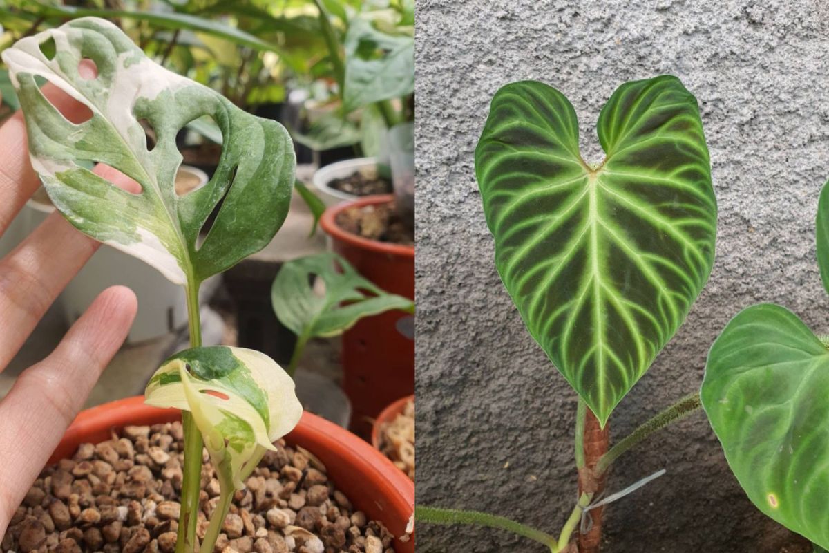 Tanaman hias jenis monstera atau janda bolong (kiri) dan jenis philodendron (kanan) yang dibudidayakan oleh Mas Ayu Febiryanti.