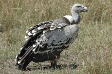 Bangunan Parkir di Koja Jakut Roboh, BPBD: Tidak Ada Korban