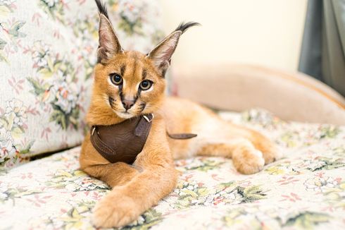 8 Fakta Menarik Kucing Caracal, Pemburu Andal dan Terancam Punah