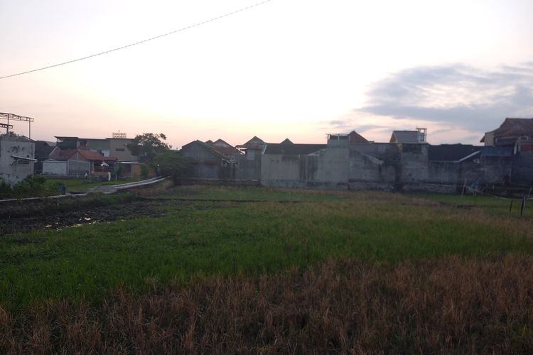 Suasana area persawahan di Sorosutan, Kecamatan Umbulharjo, Kota Yogyakarta, Rabu (24/8/2022)