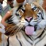 Harimau Sumatera Masuk Perangkap BKSDA di Solok, Induknya Masih Dicari