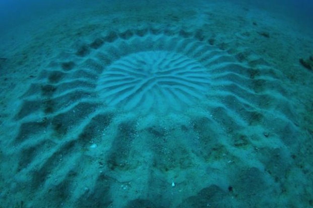 Formasi di pasir dasar laut yang dibuat oleh ikan buntal jantan