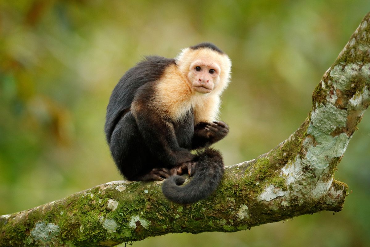 Ilustrasi monyet capuchin (Cebus imitator).