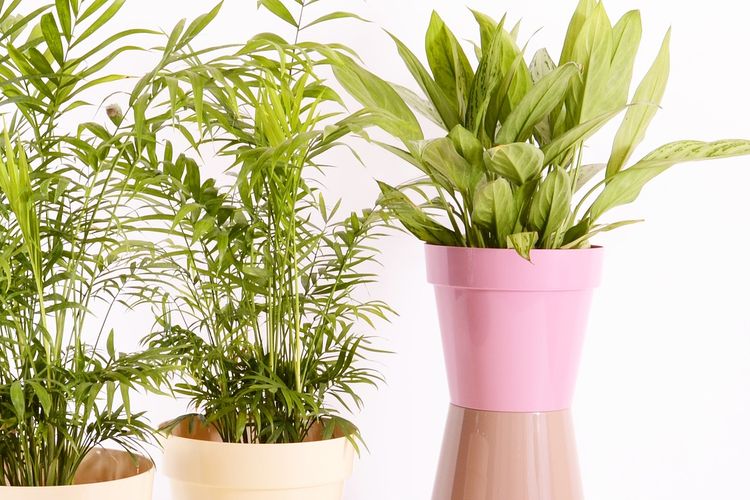 Ilustrasi tanaman hias di dalam pot plastik.