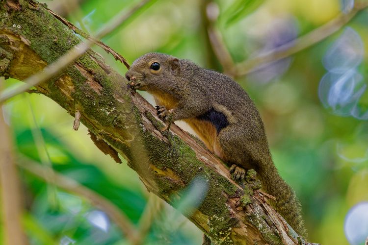 Ilustrasi hama bajing kelapa. 