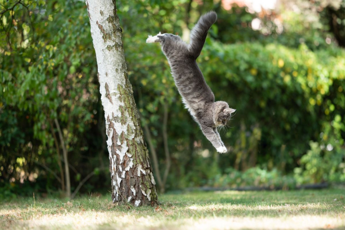Ilustrasi kucing mendarat dengan kaki menginjak tanah terlebih dahulu.