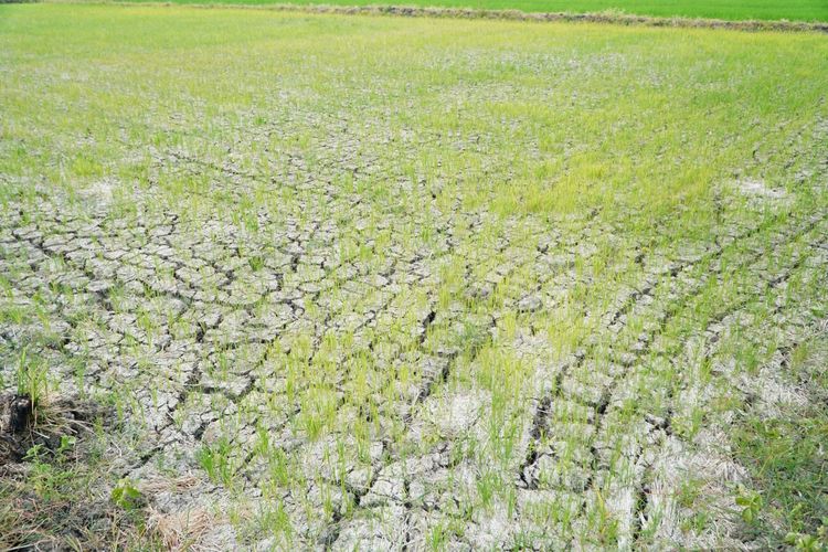 3.450 Hektare Sawah di Lamongan Terhantam El Nino, Kementan Optimalkan Pompanisasi