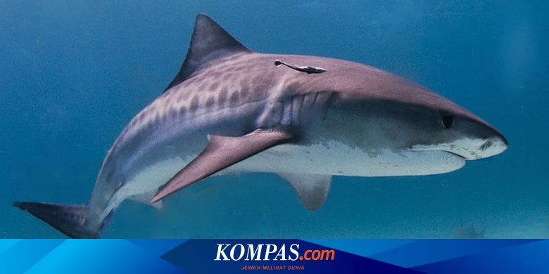 Berita Harian Alat Pancing Terbaru Hari Ini Kompas Com
