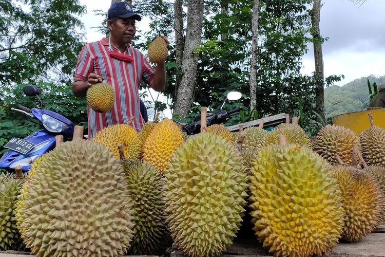 Musim durian memasuki masa puncak di Kapanewon Kokap, Kabupaten Kulon Progo, Daerah Istimewa Yogyakarta pada awal Februari 2021 ini. Pembelinya datang dari Kulon Progo hingga luar daerah.