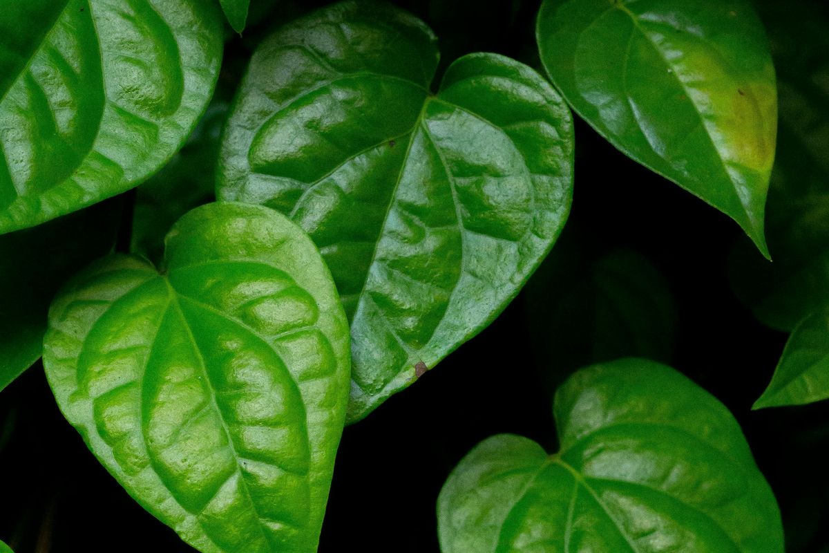 Kelompok orang yang tidak boleh mengonsumsi daun sirih.