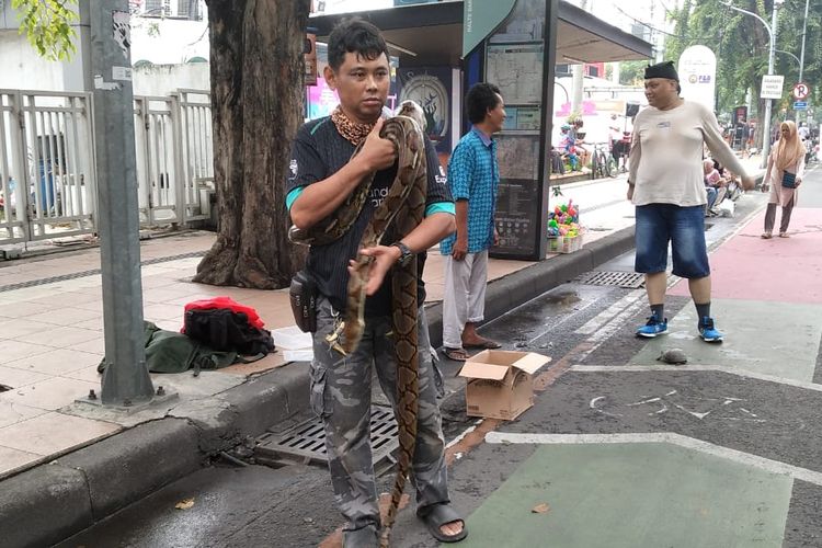 Pengunjung yang berfoto bersama Laksmi, sang ular sanca kembang saat di Car Free Day (CFD) Jalan Raya Darmo Surabaya, Minggu (1/6/2025).