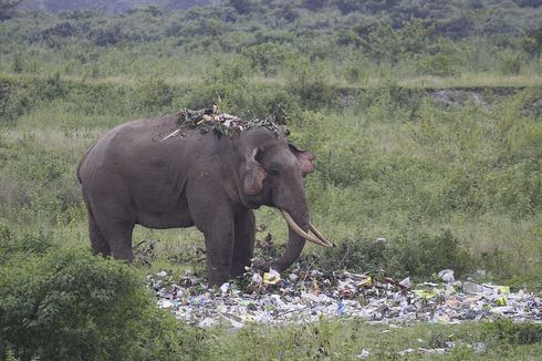 Buat Terenyuh, Gajah Mengais Sisa-sisa Makanan dari Sampah