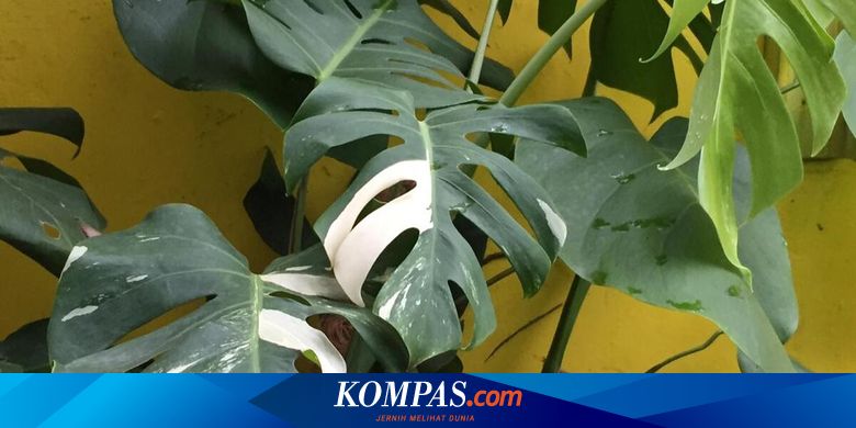 janda bolong liar