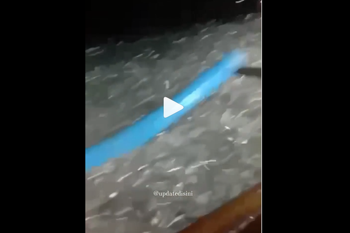 video ikan-ikan kecil bermunculan di permukaan air laut