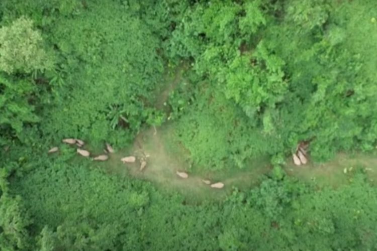 Tangkapan layar dari video kawanan gajah liar yang rebahan untuk istirahat di hutan pinggiran kota Kunming, provinsi Yunnan, China, pada Senin (7/6/2021).