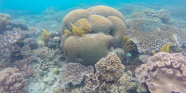 Lanskap terumbu karang di Pulau Dua, Desa Kampangar, Kecamatan Balantak , Kabupaten Banggai, Provinsi Sulawesi Tengah, Minggu (4/12/2016). Di Pulau Dua terkenal dengan wisata pantai dan spot menyelam terbaik di Banggai.