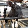 Indonesia and Australia Moves Ahead with Beef and Livestock Trade