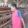 3 Cara Beternak Ayam yang Baik dan Benar, Info Ditjen Diksi