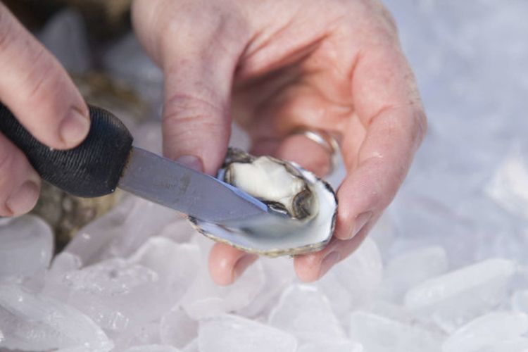 Ilustrasi cara membuka oyster menggunakan pisau berukuran kecil.
