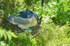 Penyebab dan Cara Mengatasi Egg Binding pada Burung Betina
