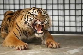 Komentar Berita Dianggap Mengganggu Harimau Ditangkap