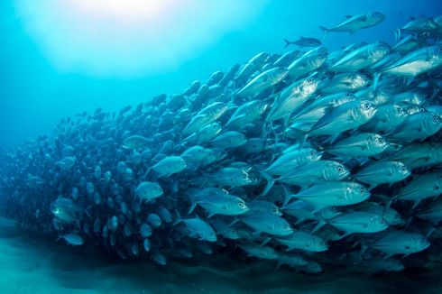 Populasi Ikan di Lautan Indonesia Meningkat, KKP Ungkap Penyebabnya