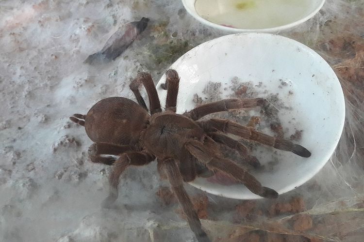 Chinese Bird Spider (Cyriopagopus schmidti), laba-laba tarantula dari China. Racun laba-laba ini mengandung senyawa yang dapat menjadi obat penghilang rasa sakit.