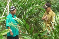 Salah Tembak ke Petani, Pemburu Babi Hutan di Banjarnegara Ditangkap Polisi