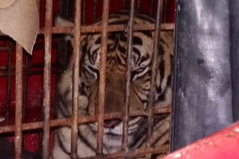 Atan Bintang, Harimau Sumatera yang Terjebak di Kolong Ruko Dibius untuk Jalani Observasi