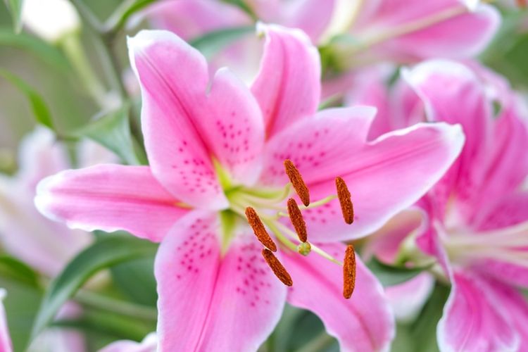 Ilustrasi bunga lily stargazer.