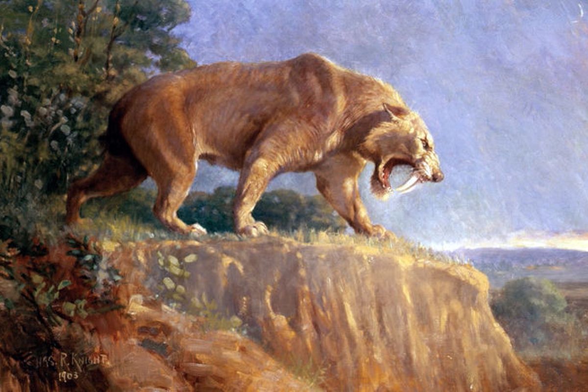 Lukisan kucing bergigi pedang karya seniman Charles R. Knight yang berada di American Museum of Natural History