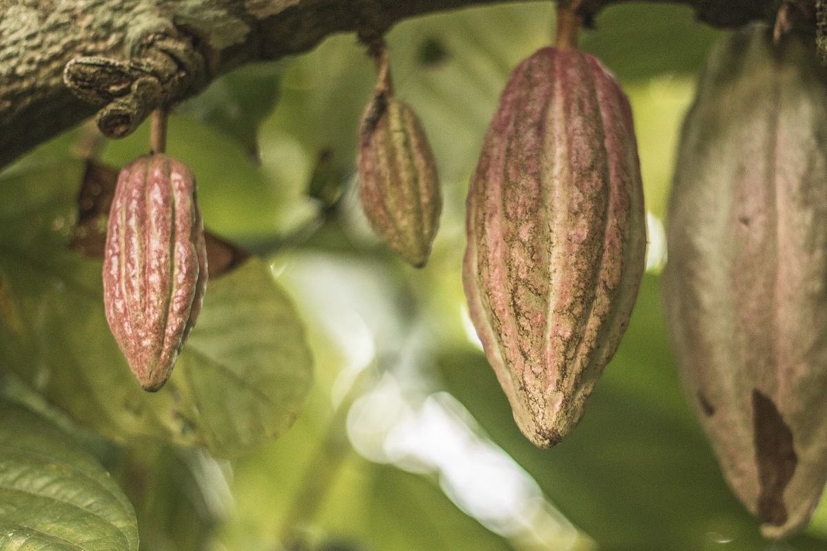 Ilustrasi buah kakao, pohon kakao. 