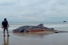 Hiu Tutul Terdampar di Pantai Aceh Barat Daya