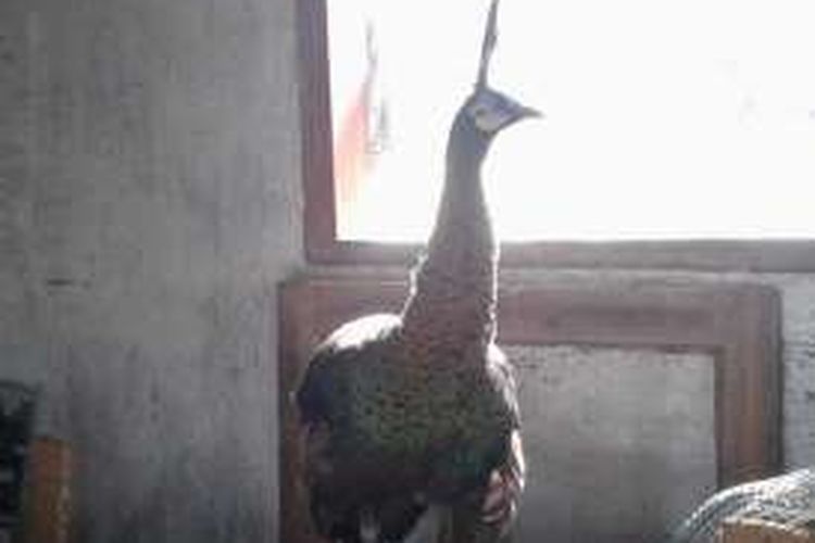 Burung Merak hijau (Pavo muticus) diamankan di rumah warga Kampung Ranca Erang Desa Pada Asih, Kecamatan Tegalbuleud, Sukabumi, Jawa Barat, Selasa (27/9/2016). 