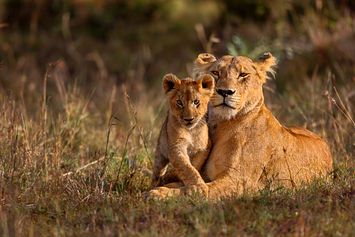 5 Hewan yang Memakan Anaknya Sendiri, Salah Satunya Singa