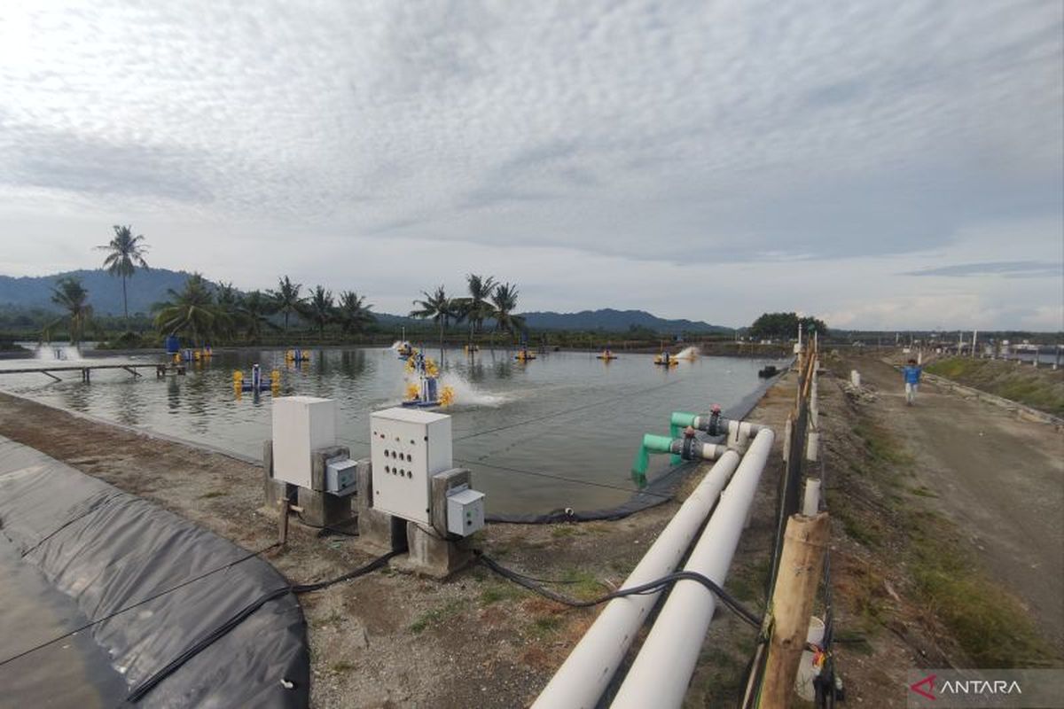 Seorang pekerja memeriksa tambak budidaya udang berkelanjutan bernama Climate Smart Shrimp Farming (CSSF) yang dikembangkan di Desa Lalombi, Donggala, Sulawesi Tengah.