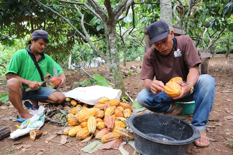 Proses pengolahan buah kakao dari kebun masyarakat Nglanggeran