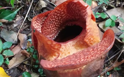 Rare Corpse Flower Blooms at Indonesia's Bogor Botanical Gardens